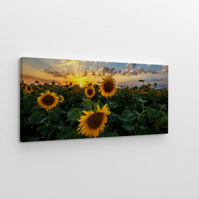 Obraz na płótnie Letni krajobraz słoneczniki