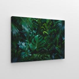 Tropikalne liście palmy obraz