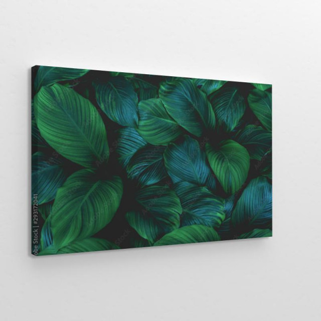 Obraz na płótnie leaves of Spathiphyllum