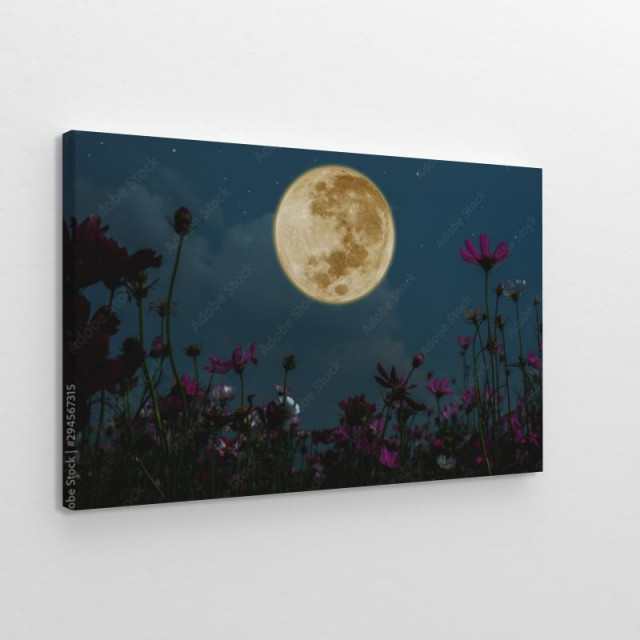 Obraz na płótnie Pełnia księżyca na łące