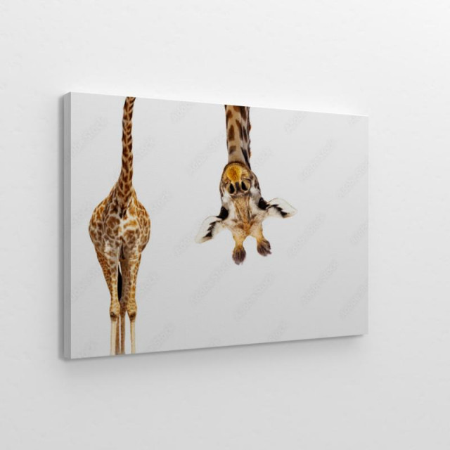Obraz na płótnie Żyrafa z długą szyją