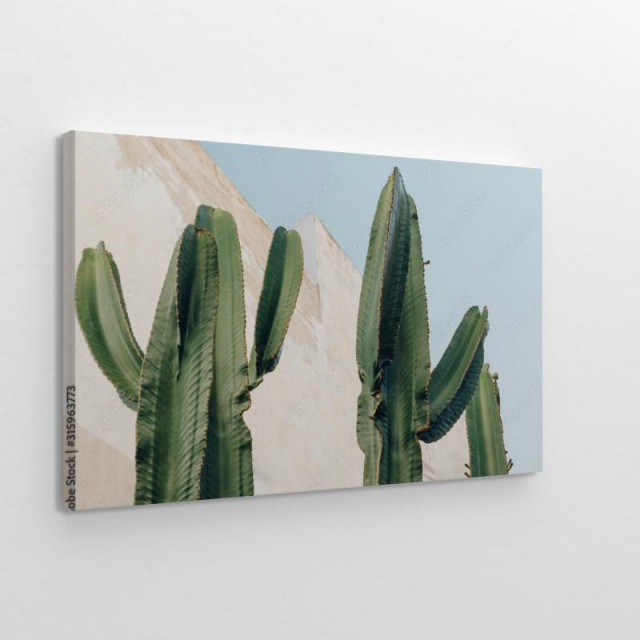 Obraz na płótnie Cactus plant Creative 