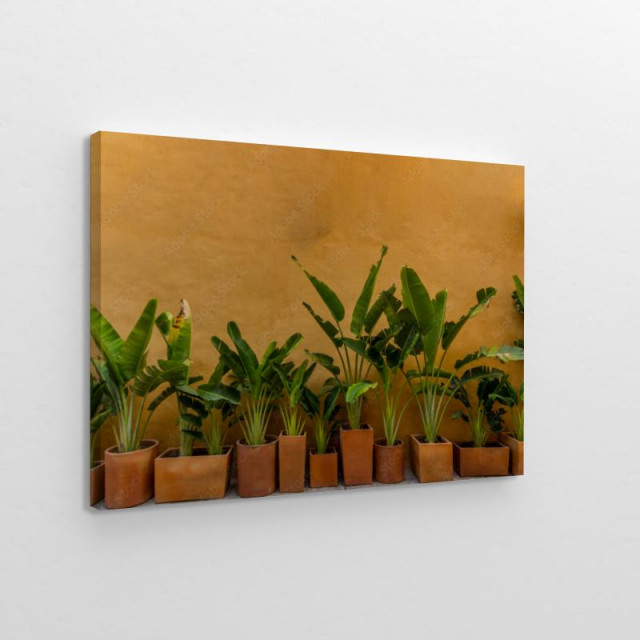 Rośliny bananowca w doniczkach obraz