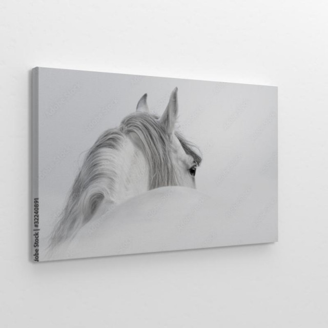 Obraz na płótnie Koń we mgle