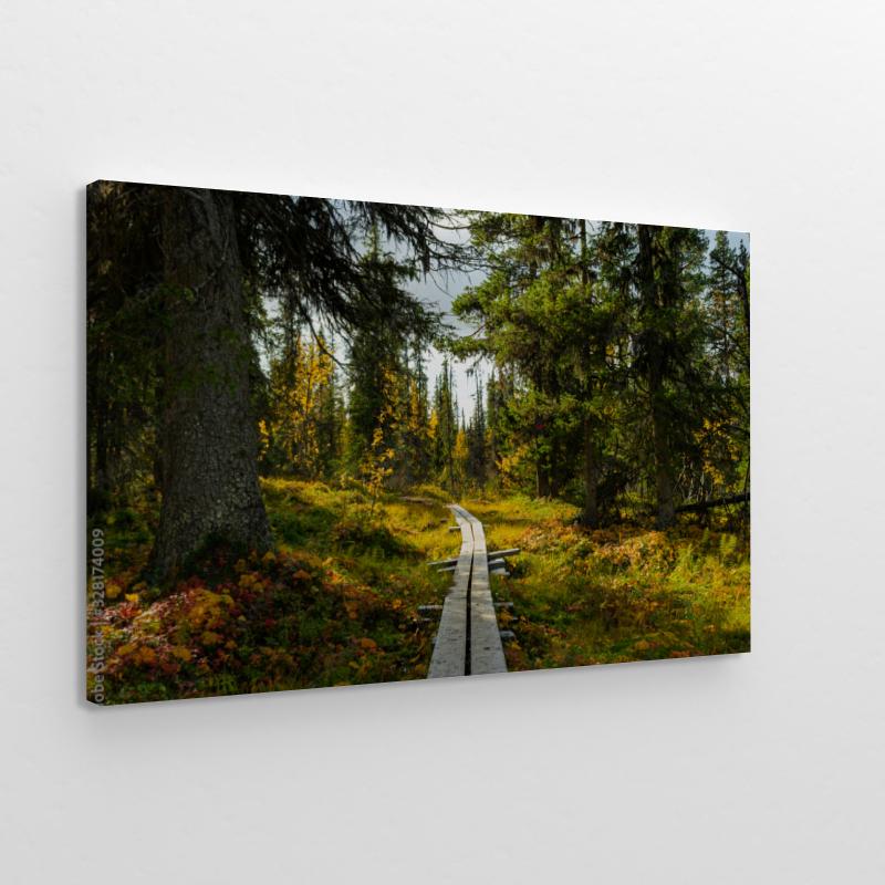hiking path in swedish forest obraz