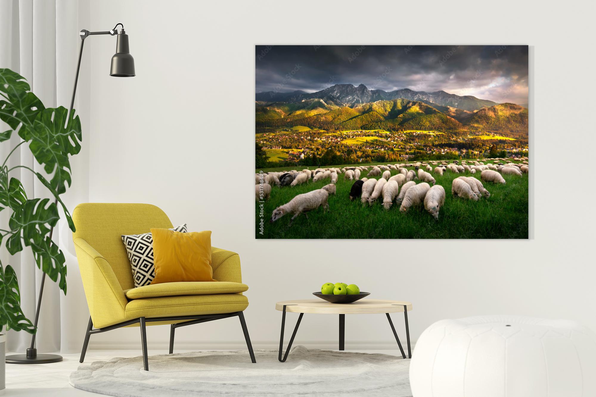 Owce pasące się na pastwisku
