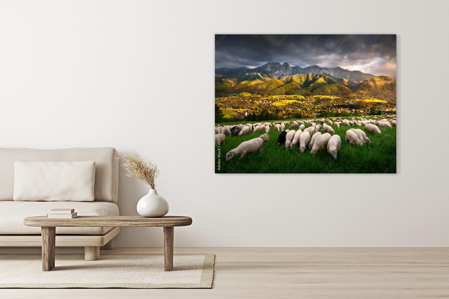 Owce pasące się na pastwisku