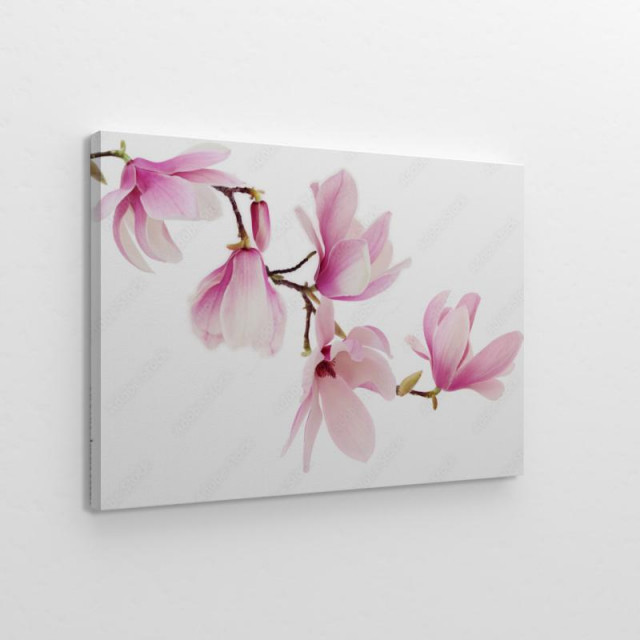 Pink spring magnolia flowers obraz