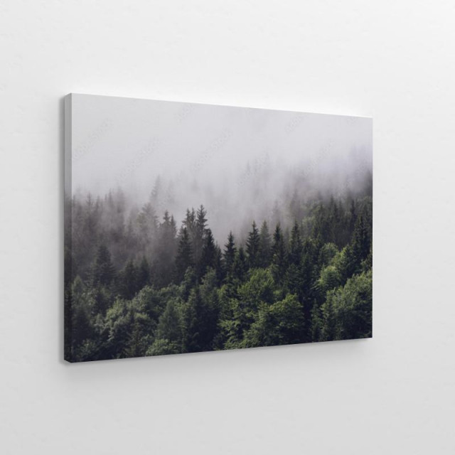 Obraz na płótnie Las w gęstej mgle